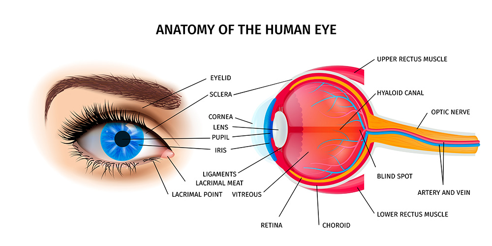 Детализированная схема строения человеческого глаза